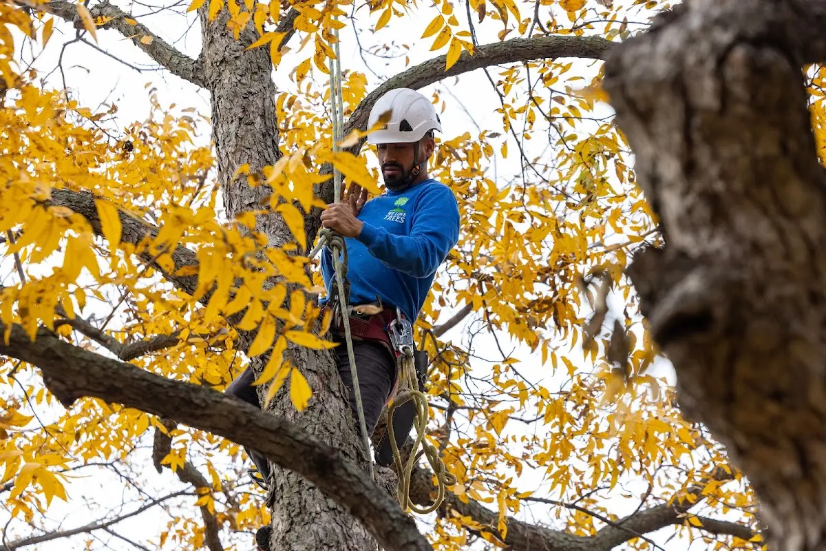 Skilled Tree Planting crew working in Burlington